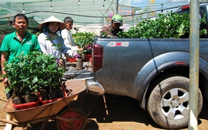 Đây là loại cây giống đang tăng giá tốt theo đà tăng giá của hạt cà phê ở Lâm Đồng