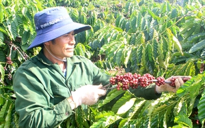 Giá 1 kg cà phê gấp 2-3 lần 1 kg gạo, nông dân trồng cà phê cần những hỗ trợ thiết thực hơn