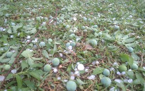Mưa đá bất ngờ, vườn mận của nông dân Việt Nam xuất sắc ở Sơn La thiệt hại 90%, bay ngay tiền tỷ