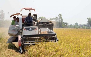 Thị trường xuất khẩu gạo hàng đầu của Việt Nam dự đoán giảm mua gạo, điều gì sẽ xảy ra?