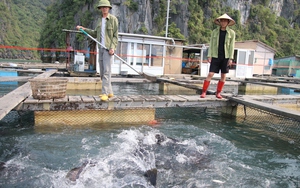 Phát triển bền vững nuôi biển - nhìn từ Quảng Ninh: Hướng đến ngành hàng xuất khẩu 2 tỷ USD