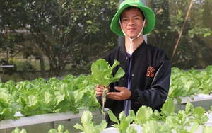 Một sinh viên ở Huế trồng rau công nghệ cao kiểu gì mà chả kịp bán, tự trả lương cao cho mình? 
