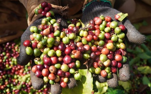 Giá cà phê xuất khẩu của Việt Nam liên tục lập đỉnh, doanh nghiệp cà phê nào hưởng lợi lớn?