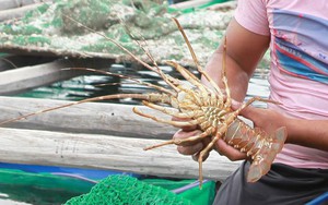 Giới khoa học Việt, Úc hợp sức phát triển nuôi thủy sản vịnh Xuân Đài ở Phú Yên