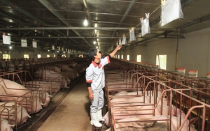 Mỗi năm Trung Quốc cần nhập khẩu 25 triệu con lợn, tại sao Việt Nam vẫn chưa bán được lợn sang Trung Quốc?