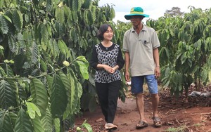 Bí quyết gì giúp vườn cà phê của ông nông dân Đắk Lắk hơn 30 năm tuổi vẫn cho năng suất cao?