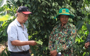 Cho cây hồ tiêu 