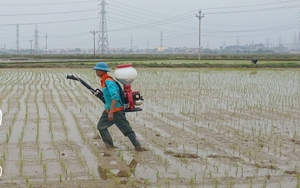 Những ngày này, nông dân Thái Bình tích cực ra đồng, chăm sóc loài cây 