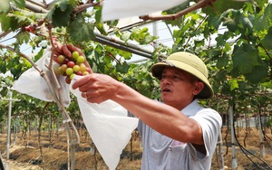 Một người mà dân gọi là ông “Thành điên” trồng nho lạ ở Lâm Đồng, hái cả tấn trái mà chả kịp bán