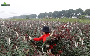 Vựa hoa Mê Linh cận 8/3: Người trồng hồng cành tất bật thu hoạch, hoa hồng lâu năm ung dung chờ khách