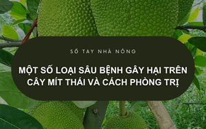 SỔ TAY NHÀ NÔNG: Một số loại sâu bệnh gây hại trên cây mít Thái và cách phòng trị