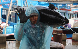 Cận cảnh cánh trai làng biển ở Bình Định, ông nào cũng lực lưỡng vác loài cá 