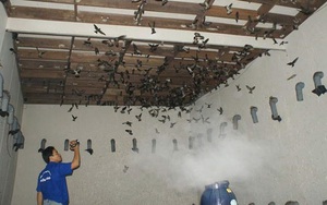 Lần đầu tiên, nông dân Bình Phước tổ chức riêng một ngày hội cho loài chim tiền tỷ