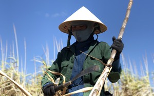 Ăn mặc nhìn như Ninja chặt mía thuê dưới nắng nóng, nông dân Kon Tum được trả bao nhiêu tiền công?