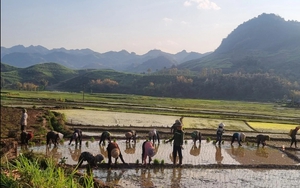 Vụ xuân hè giúp nông dân Yên Châu nâng cao thu nhập