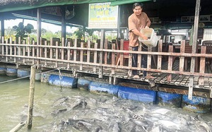 Tỷ phú nông dân nuôi cá đặc sản dày đặc giữa dòng sông Hậu, 