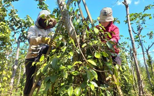 Nhà vườn Gia Lai chạy đôn chạy đáo tìm nhân công thu hoạch tiêu
