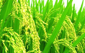 Công ty chiếm 90% thị phần gạo ở Úc sẽ mở rộng đầu tư tại Việt Nam