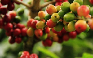 Giá cà phê ngày 1/4: Đỉnh giá 100.000 đồng/kg vẫn mở cửa thênh thang đón cà phê trong nước?