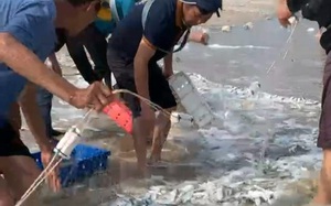 Một vùng biển ở Quảng Bình, dân kéo lưới men bờ mà dính đầy thứ cá giàu Kẽm, giàu chất béo bão hòa