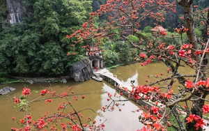 Chiêm ngưỡng sắc đỏ của cây hoa gạo trăm tuổi 
