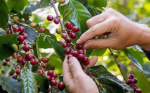 Giá cà phê ngày 10/4: Trước khi Indonesia vào vụ mới, cà phê Việt Nam vẫn 