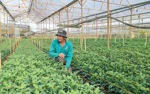 Tại sao nông dân ở Lâm Đồng chưa muốn vay vốn tháo dỡ nhà kính chuyển sang trồng ngoài trời?