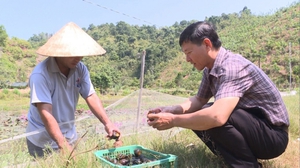 Trồng mướp ra trái quá trời, non chả ăn, để già khú, nông dân Nghệ An vẫn kiếm bộn tiền, vì sao? - Ảnh 9.