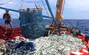 Dân biển Quảng Bình đánh bắt được hơn 17.000 tấn cá, tôm các loại trong 3 tháng đầu năm 2024