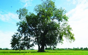 Giữa cánh đồng ở Tây Ninh mọc cây cổ thụ đẹp, y như 