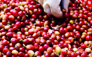 Giá cà phê ngày 12/4: Tăng mạnh do lo ngại về sản lượng toàn cầu