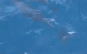 Clip NÓNG 24h: Khoảnh khắc hơn 100 con cá heo bơi lượn tung tăng ở danh thắng Mũi Điện