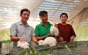 Dưới những tán xoài, nông dân một xã của tỉnh Đồng Tháp nuôi thỏ, gà, trồng rau mà thu lãi khá 