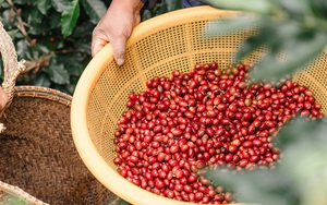 Giá cà phê ngày 13/4: Giá cà phê nội địa chạm đỉnh 110.000 đồng/kg