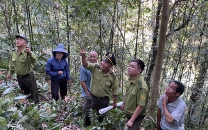 Sơn La: Hạt Kiểm Lâm huyện Quỳnh Nhai làm tốt công tác PCCCR