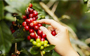 Giá cà phê ngày 14/4: Robusta leo lên mức cao kỷ lục mới