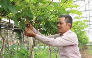100 hộ dân một xã của Hải Dương làm cánh đồng trải nghiệm, trồng đủ thứ cây trái rồi mời khách về check in