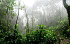 Bí ẩn sông Amazon: Nguyên nhân đáng sợ khiến không ai dám xuống nước