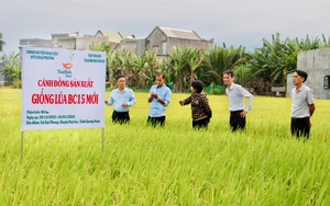 Bộ giống sản phẩm bản quyền của ThaiBinh Seed “được lòng” nông dân Quảng Nam