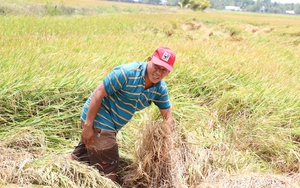 “Xé rào” xuống giống vụ đông xuân muộn, nông dân một huyện ở Sóc Trăng thiệt hại 1.000ha lúa