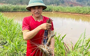 Thổi bùn bắt tôm to bự trong ruộng lúa ở Cà Mau, bắt con nào bán giá cao con đó, bắt nhiều trúng lớn - Ảnh 13.