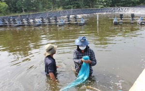 Hai huyện nào của Đồng Nai đang phải chống hạn mặn, nuôi thủy sản ở đây có ảnh hưởng?