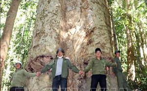 Ở một khu rừng của Kon Tum có cây cổ thụ gần 1.000 năm tuổi, lâm tặc cưa trộm từng 