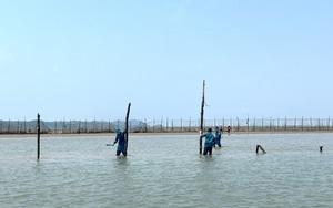 Một thành phố của tỉnh Quảng Ninh xử lý 15.000m lưới săm khai thác thủy sản trái phép trên 70ha đất bãi triều