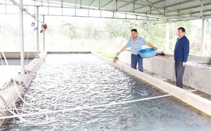 Biến ruộng bỏ hoang thành trang trại nuôi cá giống, nuôi hươu, anh nông dân Thái Bình lãi gần 500 triệu