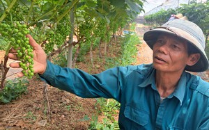 Trồng nho ở Sơn La kiểu gì mà vô vườn nhìn đâu cũng thấy trái, hái 150ha, nông dân 