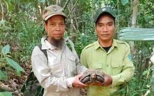 Phát hiện con động vật hoang dã quý hiếm mắc bẫy thợ săn, nhóm tuần tra ở Quảng Nam tiến hành giải cứu