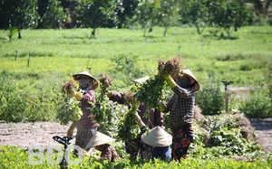 Dân một huyện ở Bình Định đang ra đồng nhổ bật thứ cây này lên, thấy củ nhiều lúc lỉu