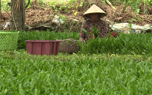 Thứ rau mới trồng tốt um, xước một tí thơm khắp đồng ở Bình Thuận, thu nhập cao hơn 10 lần so với lúa