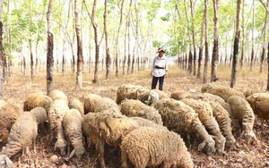 Rời phố, một giảng viên đại học bỏ nghề về Ninh Thuận chi 30 tỷ nuôi con đặc sản, trồng cây đặc sản - Ảnh 10.